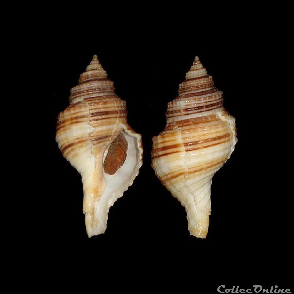 Cymatiidae - Linatella caudata (Gmelin, 1791) coquillages fossiles gastropoda cymatiidae linatella caudata gmelin 1791