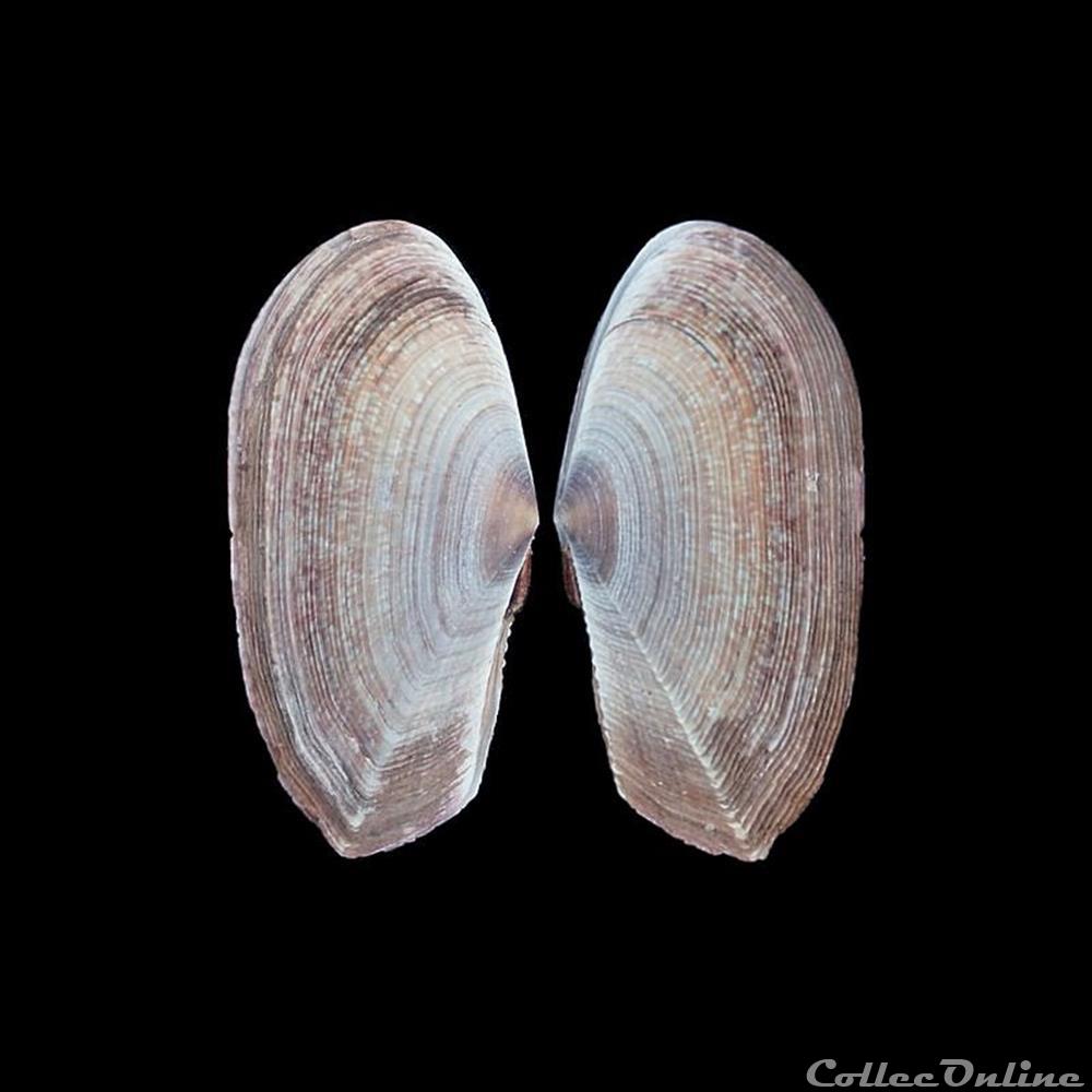 coquillages fossiles bivalvia psammobiidae gari fervensis gmelin 1791