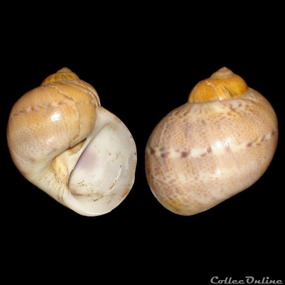 Naticidae - Natica sp. coquillages fossiles gastropoda naticidae natica sp