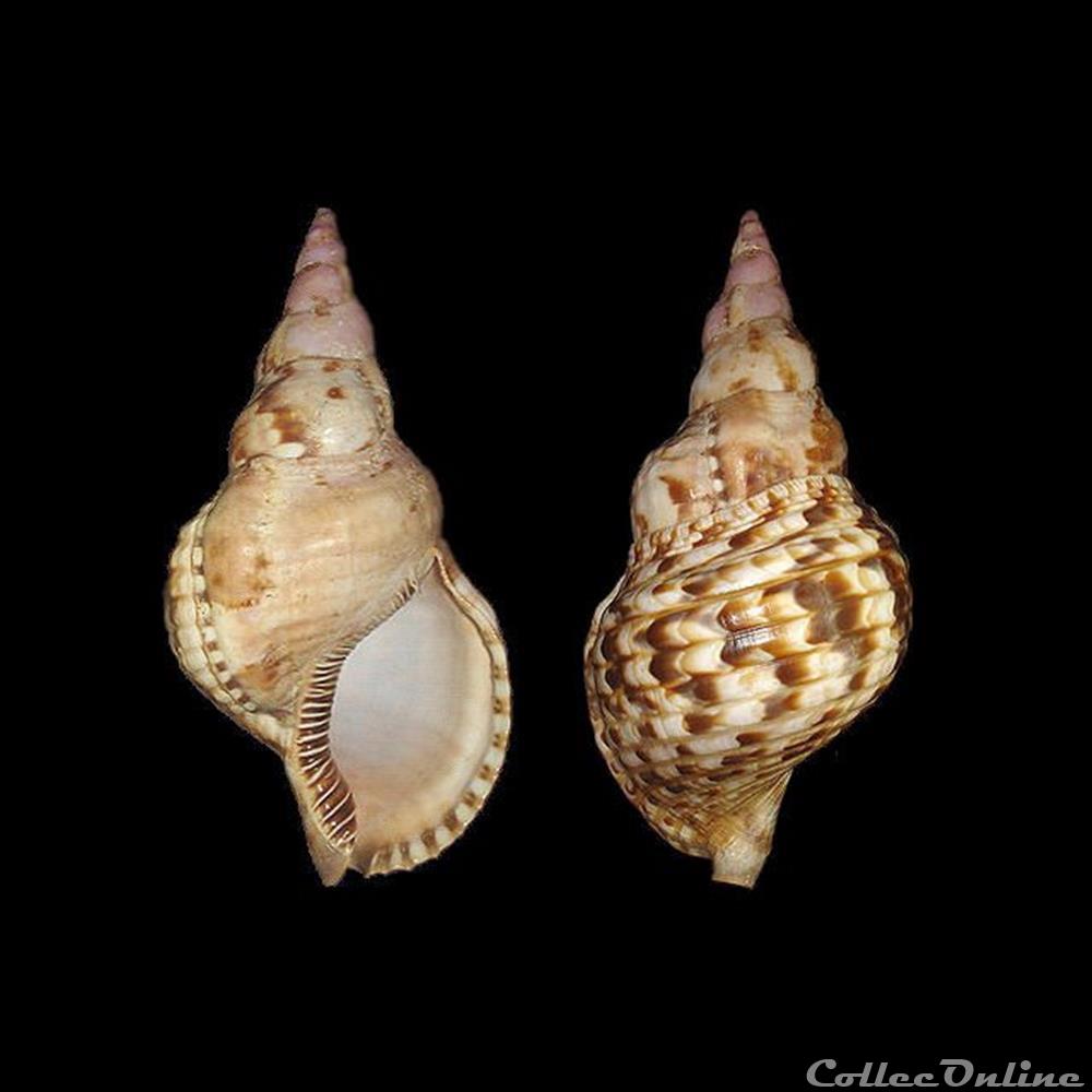 Charoniidae - Charonia variegata (Lamarck, 1816) coquillages fossiles gastropoda charoniidae charonia variegata lamarck 1816