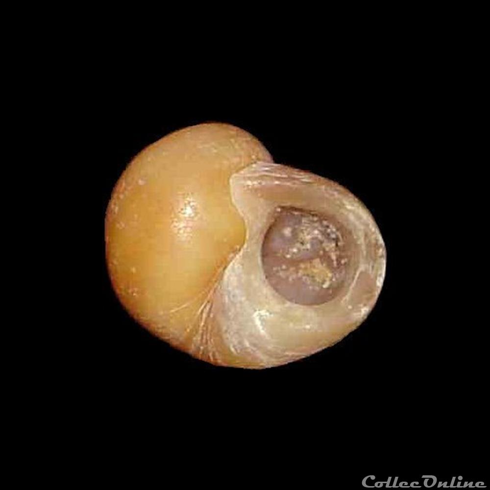 Littorinidae - Littorina obtusata (Linné, 1758) coquillage fossile gastropodum littorinidae littorina obtusata linne 1758