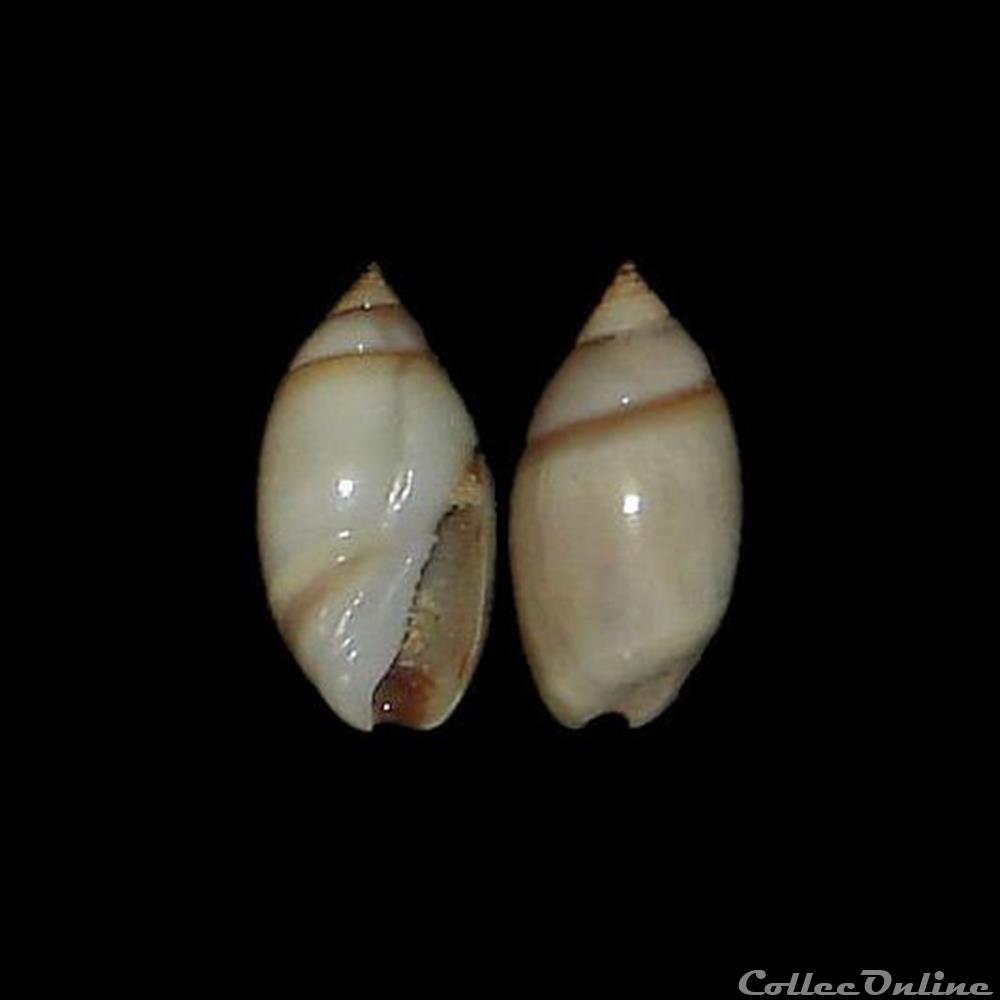 Olivellidae - Olivella minuta (Link, 1807) coquillages fossiles gastropoda olivellidae olivella minuta link 1807