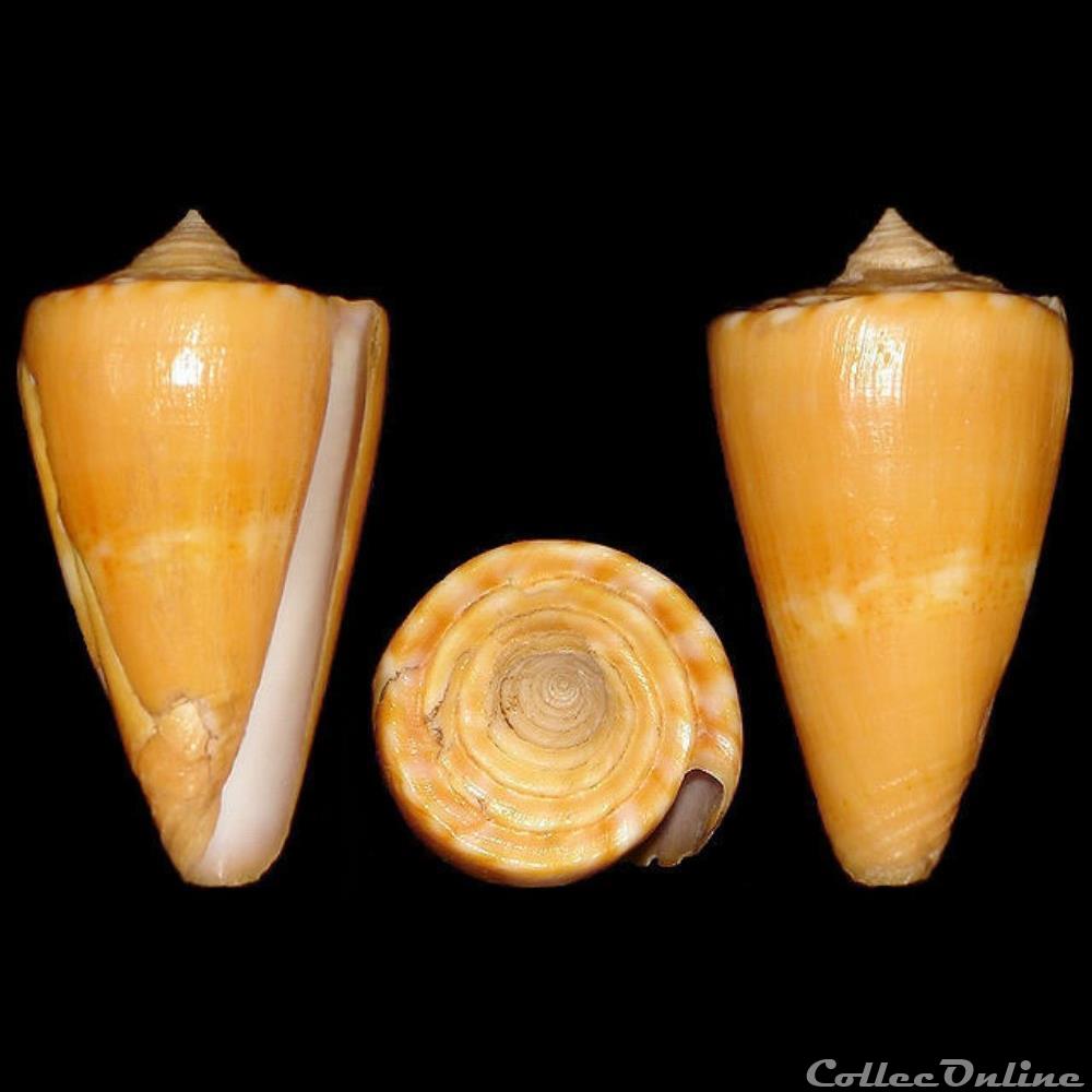 Conidae - Dauciconus (Dauciconus) daucus (Hwass in Bruguière, 1792) coquillages fossiles gastropoda conidae dauciconus dauciconus daucus hwass in bruguiere 1792