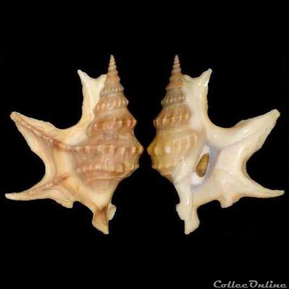 Aporrhaidae - Aporrhais pespelecani (Linné, 1758) coquillages fossiles gastropoda aporrhaidae aporrhais pespelecani linne 1758