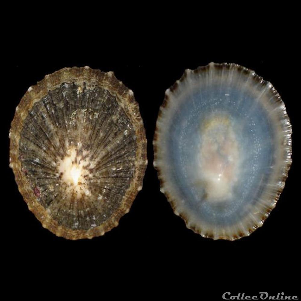coquillages fossiles gastropoda patellidae cymbula safiana lamarck 1819
