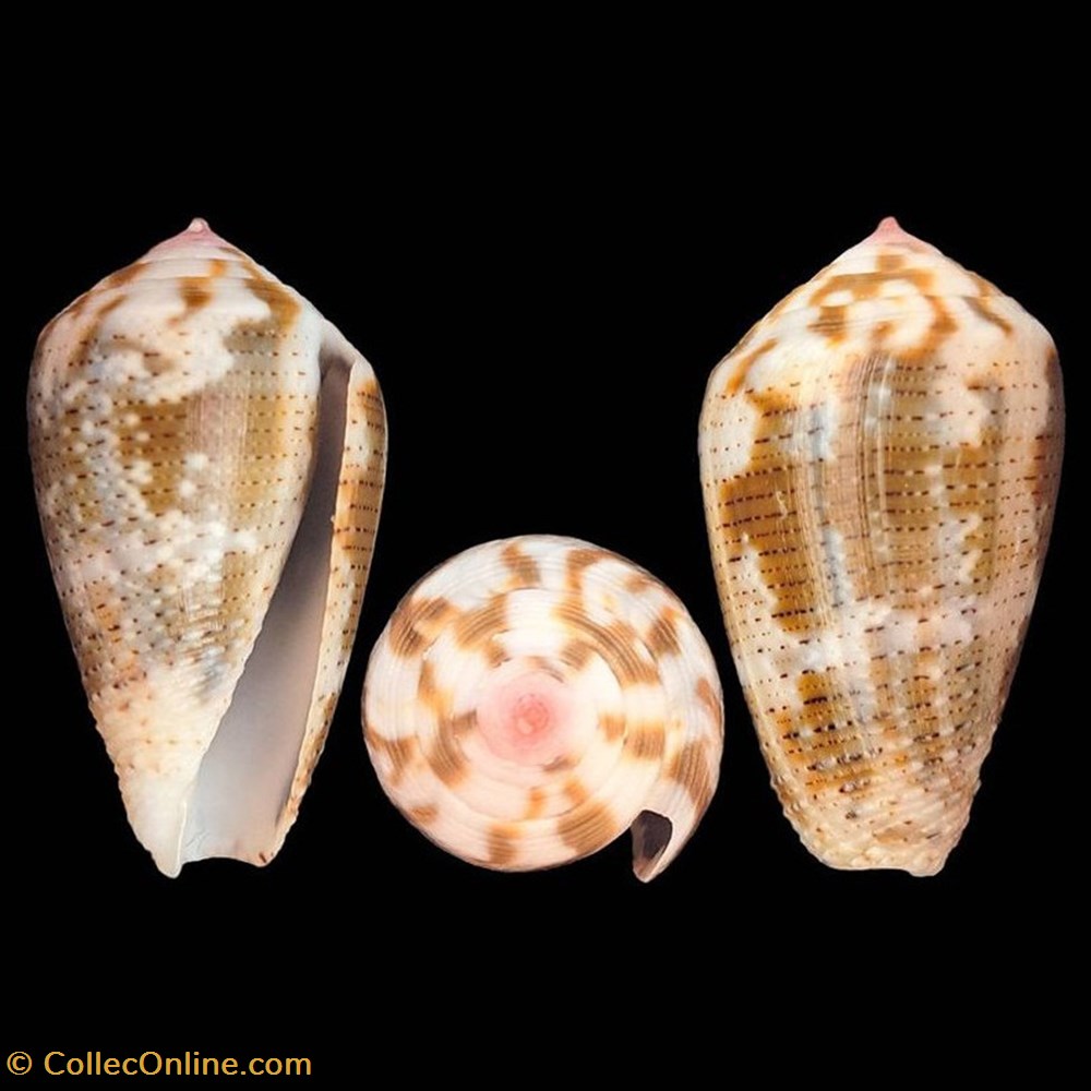 coquillages fossiles gastropoda pionoconus striolatus kiener 1848