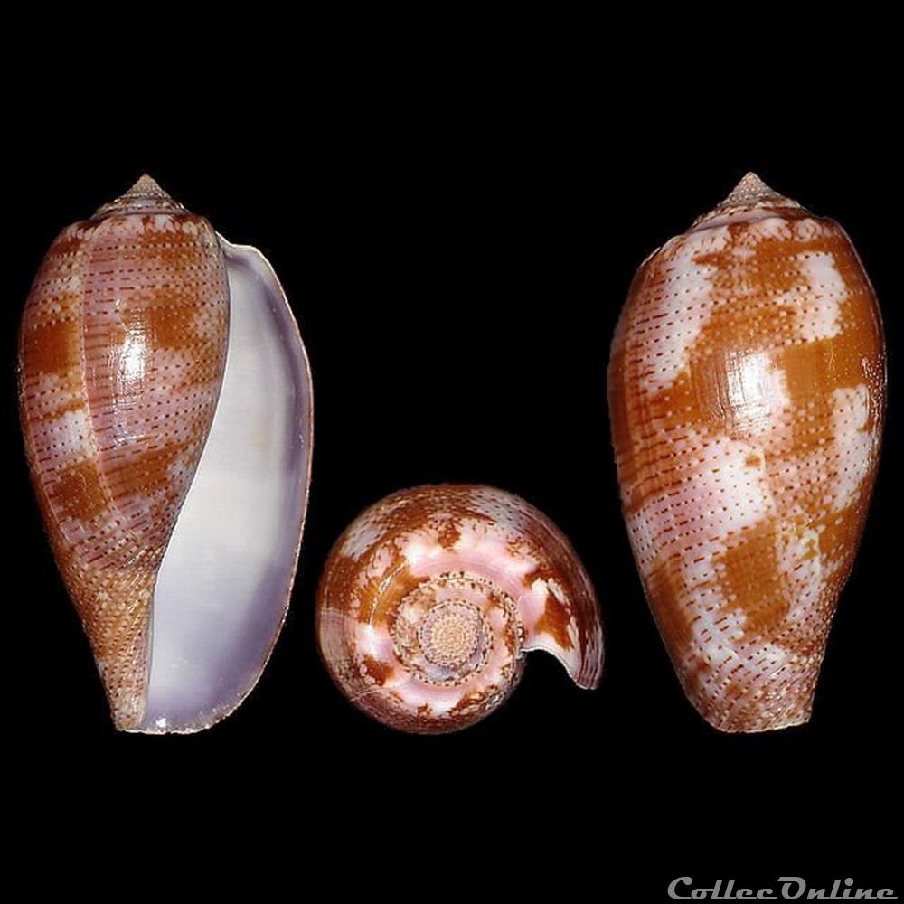 Gastridium tulipa (Linné, 1758) coquillages fossiles gastropoda gastridium tulipa linne 1758