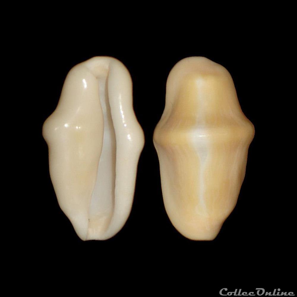 Ovulidae - Cyphoma gibbosum (Linné, 1758) coquillages fossiles gastropoda ovulidae cyphoma gibbosum linne 1758
