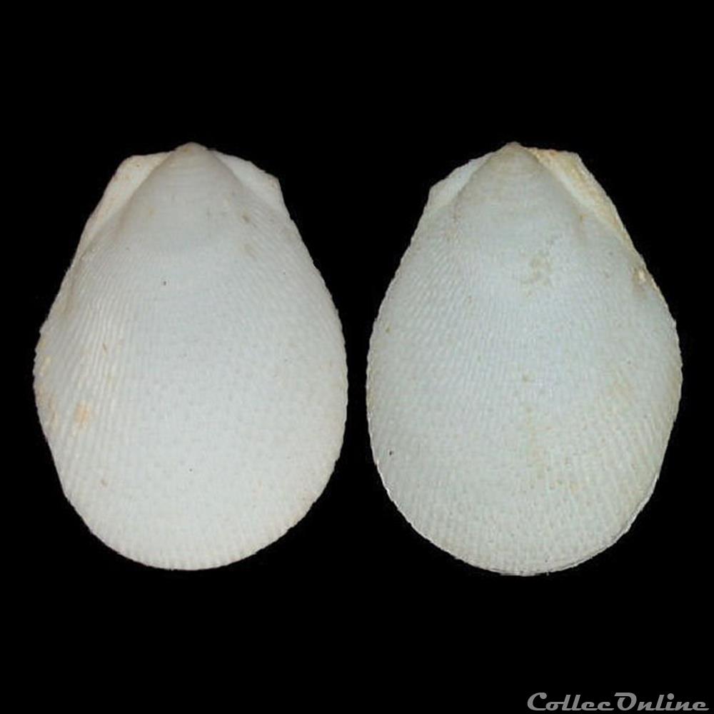 coquillages fossiles bivalvia limidae ctenoides scaber born 1778