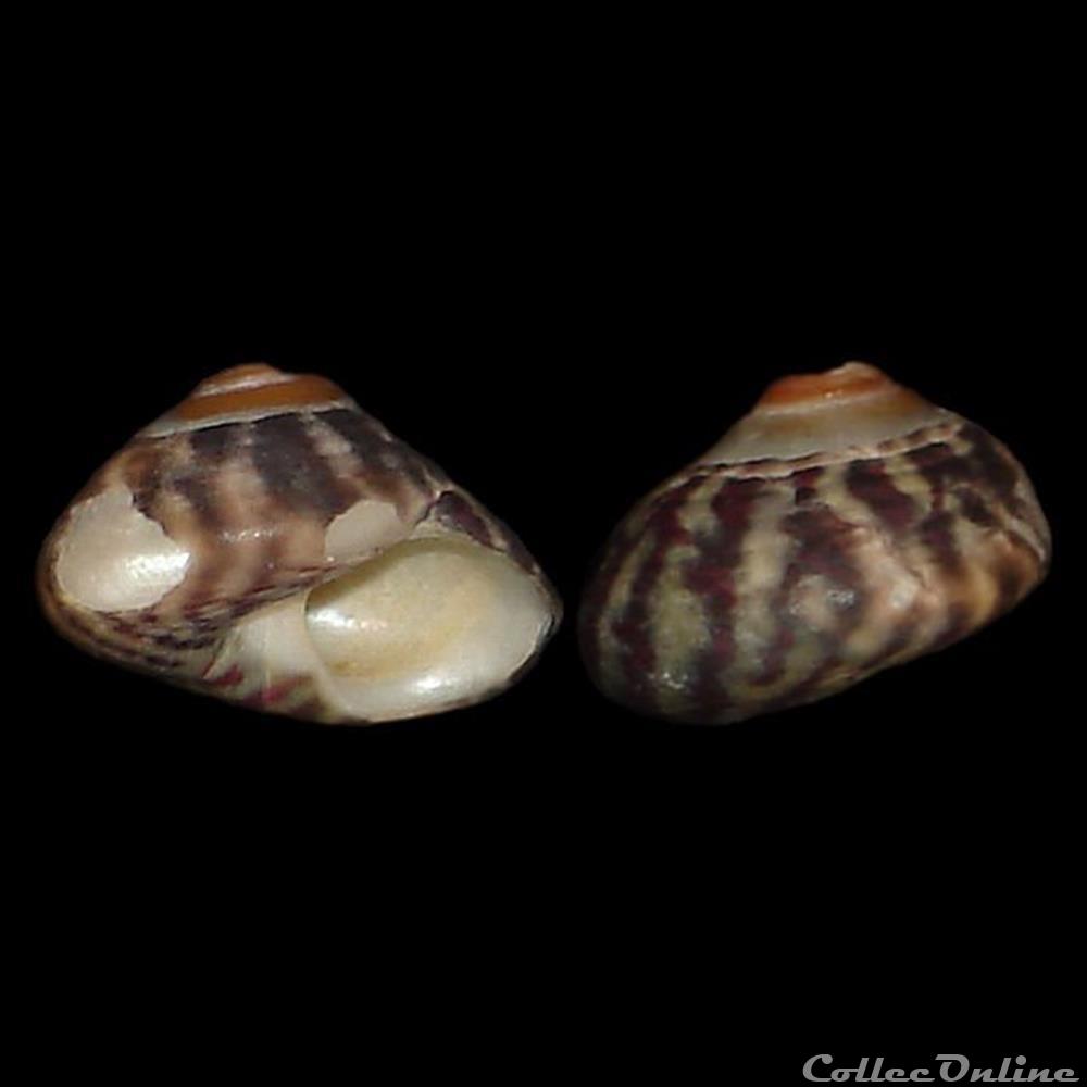 Trochidae - Steromphala umbilicalis (da Costa, 1778) coquillage fossile gastropodum trochidae steromphala umbilicalis da costa 1778