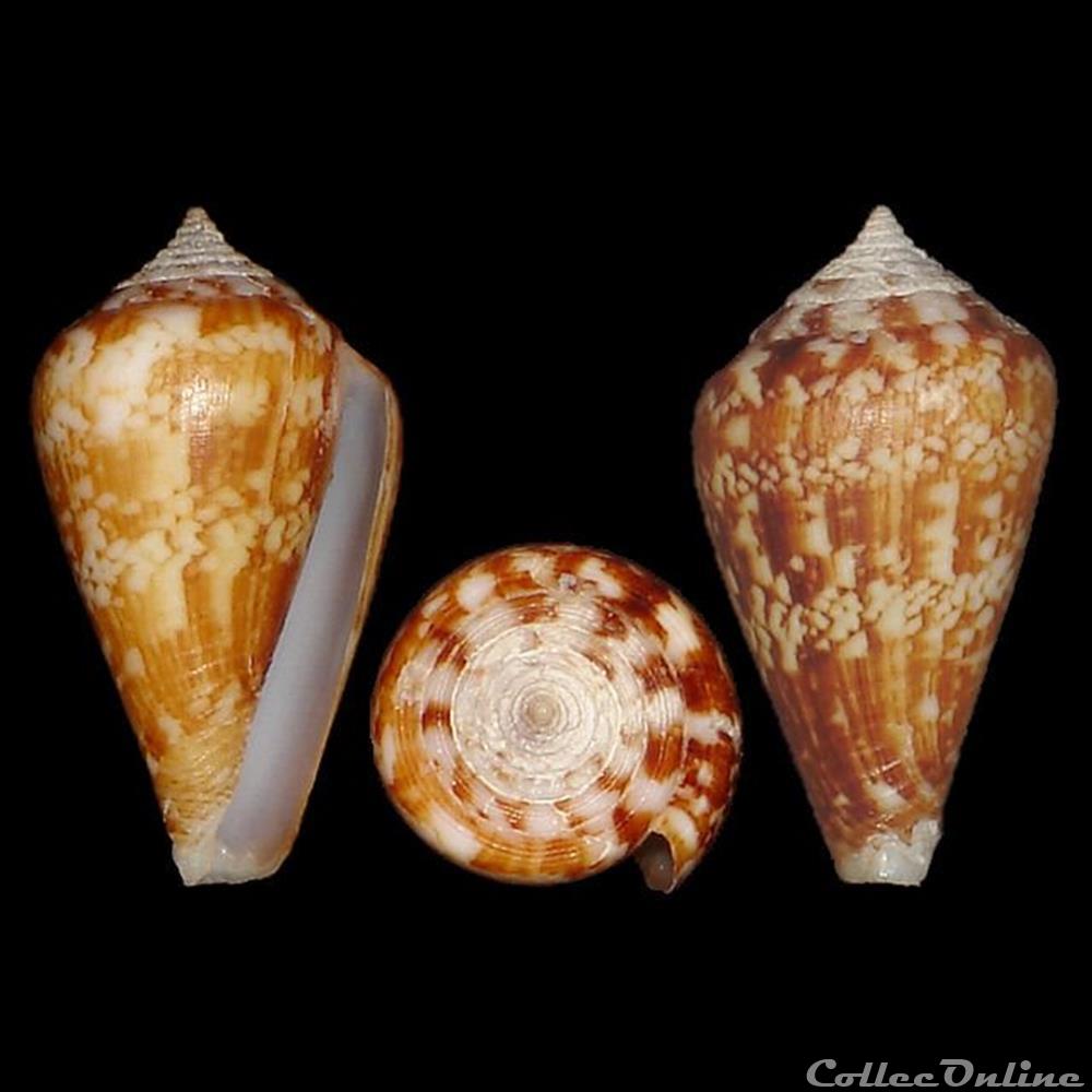 coquillages fossiles gastropoda conidae lautoconus lautoconus pineaui pin leung tack 1989