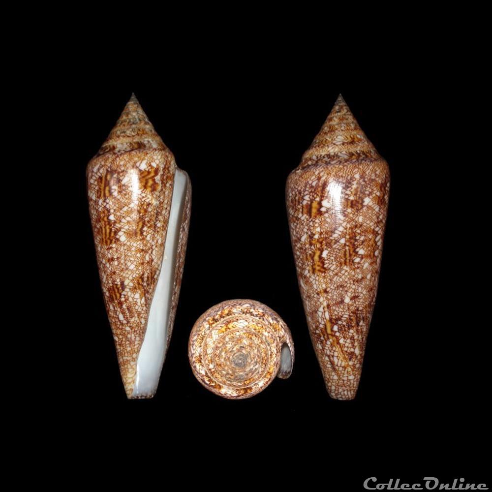 Cylinder gloriamaris (Chemnitz, 1777) coquillages fossiles gastropoda cylinder gloriamaris chemnitz 1777
