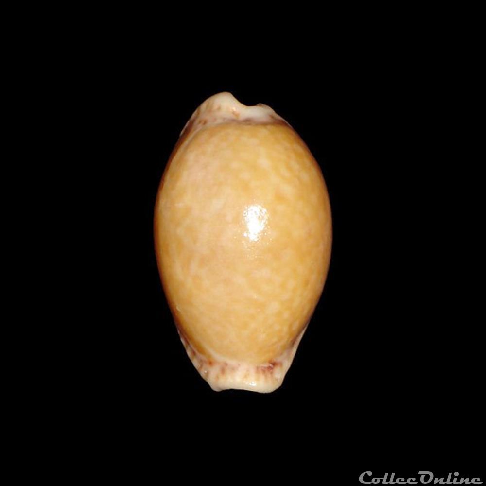 Cypraeidae - Naria acicularis (Gmelin, 1791) coquillages fossiles gastropoda cypraeidae naria acicularis gmelin 1791