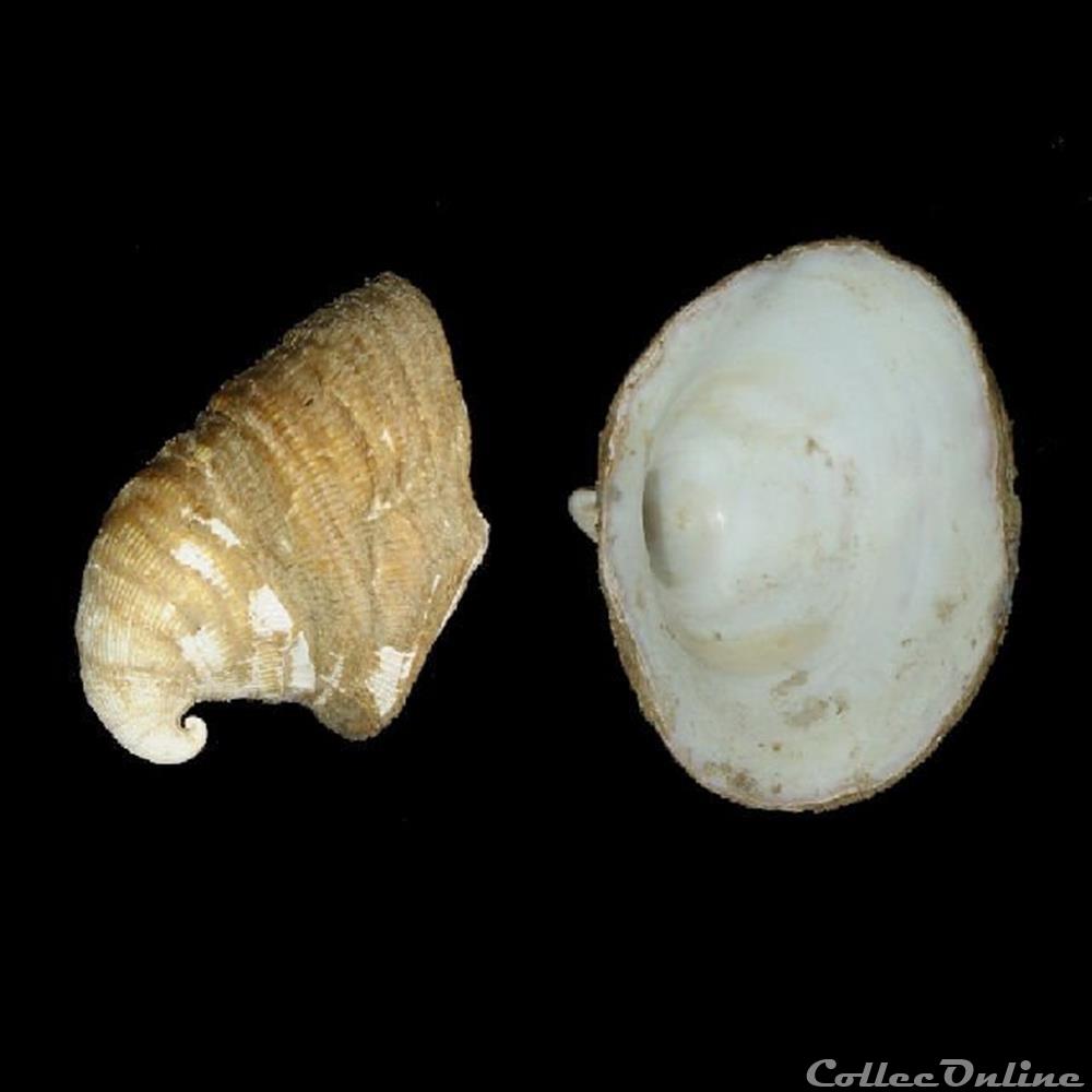 Capulidae Capulus hungaricus (Linné, 1758) Shells & Fossils