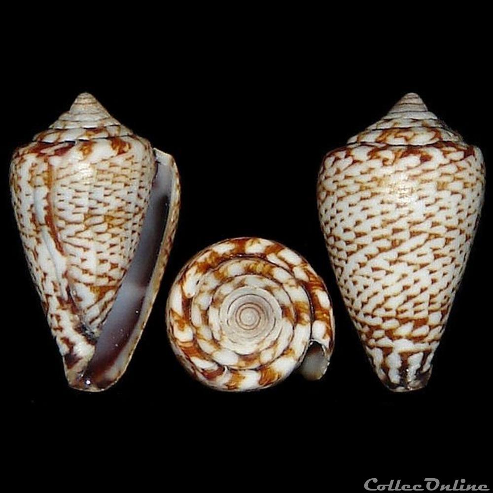 Lautoconus (Africonus) galeao (Rolán, 1996) coquillages fossiles gastropoda lautoconus africonus galeao rolan 1996