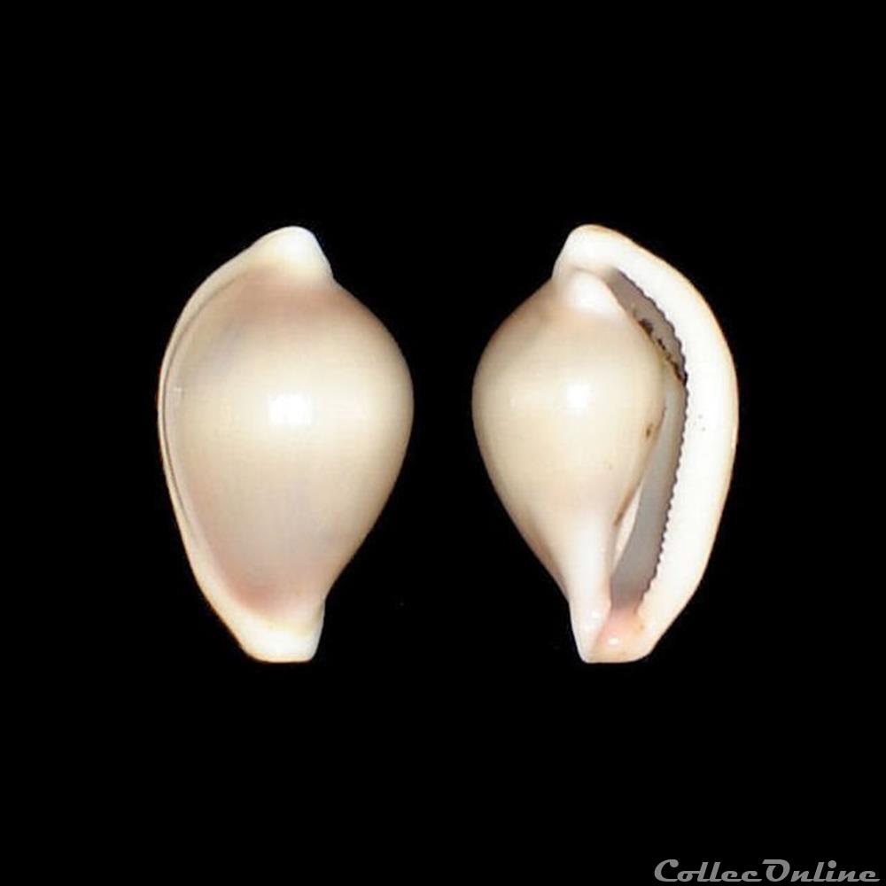 Ovulidae - Pseudosimnia carnea (Poiret, 1789) coquillages fossiles gastropoda ovulidae pseudosimnia carnea poiret 1789