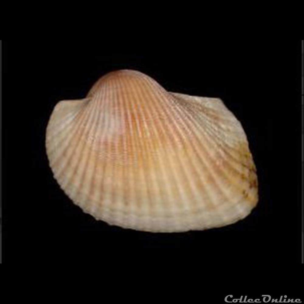 coquillages fossiles bivalvia arcidae lunarca ovalis bruguiere 1789