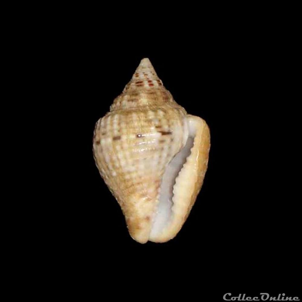 Columbellidae - Columbella mercatoria (Linné, 1758) coquillages fossiles gastropoda columbellidae columbella mercatoria linne 1758