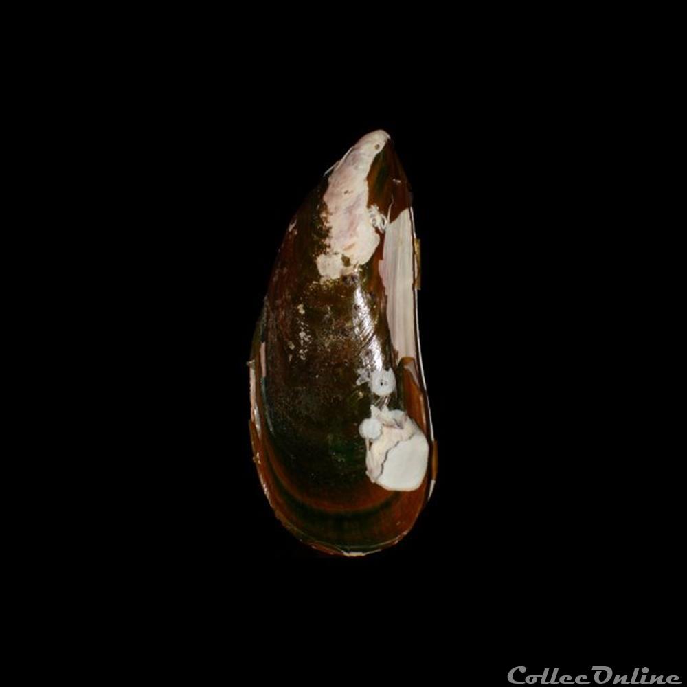 Mytilidae - Perna perna (Linné, 1758) coquillages fossiles bivalvia mytilidae perna perna linne 1758