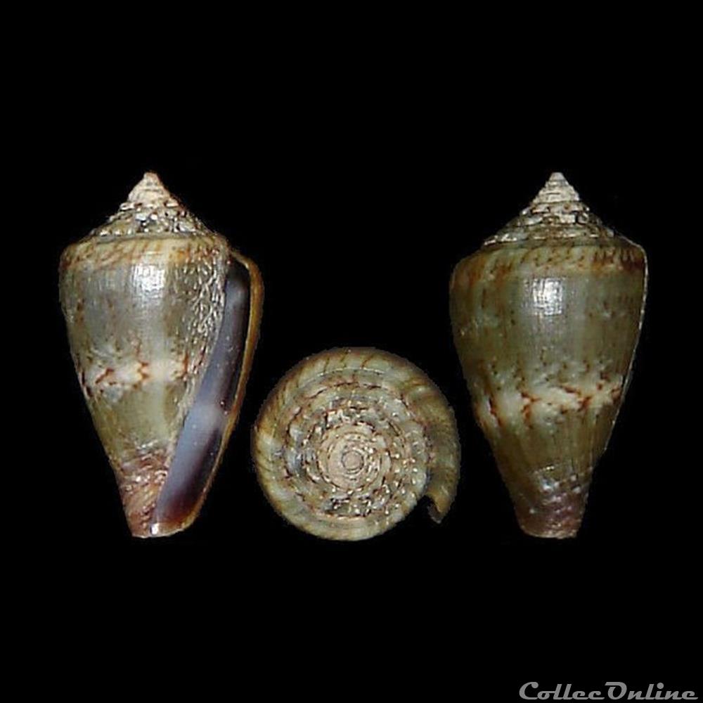 Lautoconus (Africonus) infinitus (Rolán, 1990) coquillages fossiles gastropoda lautoconus africonus infinitus rolan 1990