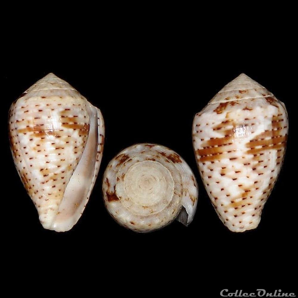 Virroconus coronatus (Gmelin, 1791) coquillages fossiles gastropoda virroconus coronatus gmelin 1791
