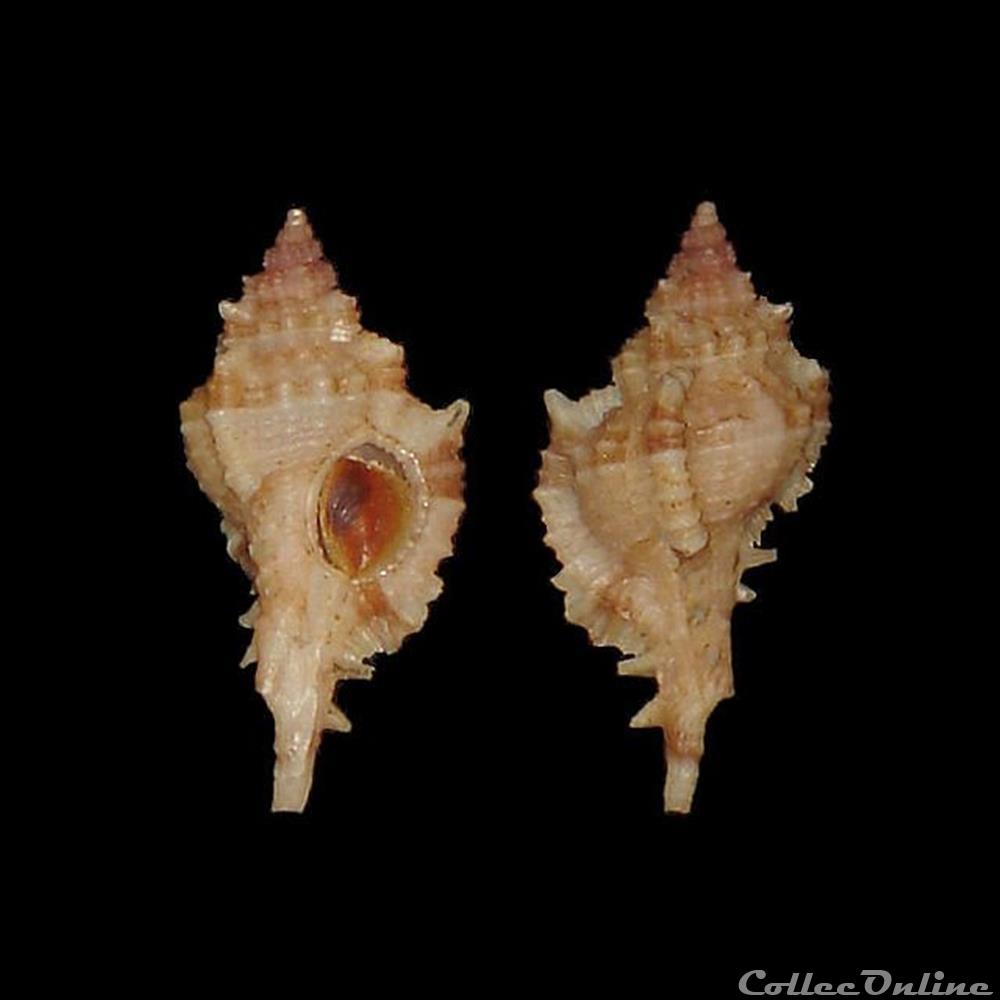 Muricidae - Siratus lamyi (Merle & Garrigues, 2008) coquillages fossiles gastropoda muricidae siratus lamyi merle garrigues 2008