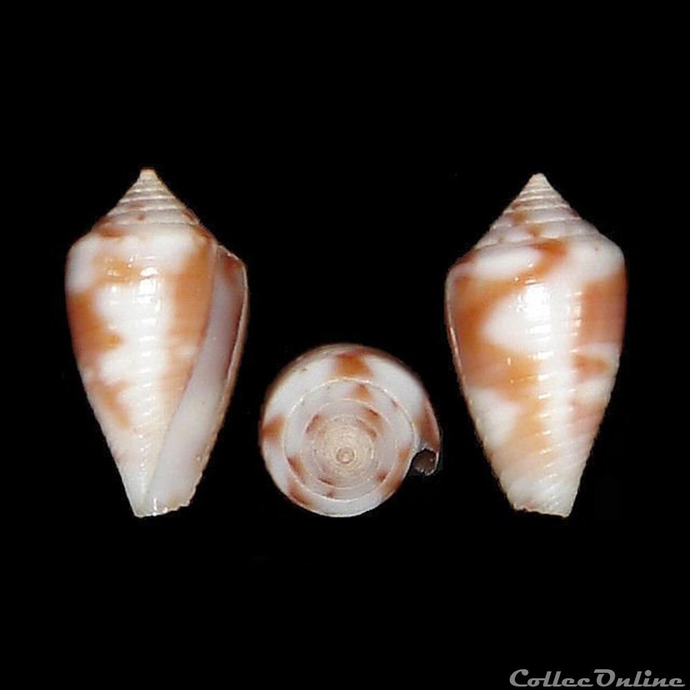 Jaspidiconus branhamae (Clench, 1953) coquillages fossiles gastropoda jaspidiconus branhamae clench 1953