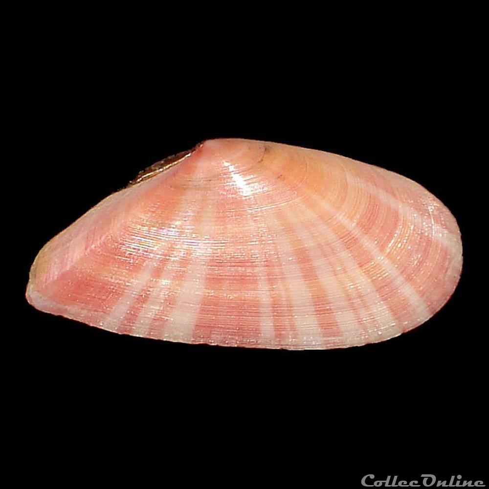 Tellinidae - Moerella pulchella (Lamarck, 1818) coquillages fossiles bivalvia tellinidae moerella pulchella lamarck 1818