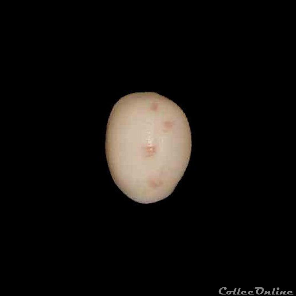 coquillages fossiles gastropoda triviidae niveria quadripunctata gray 1827
