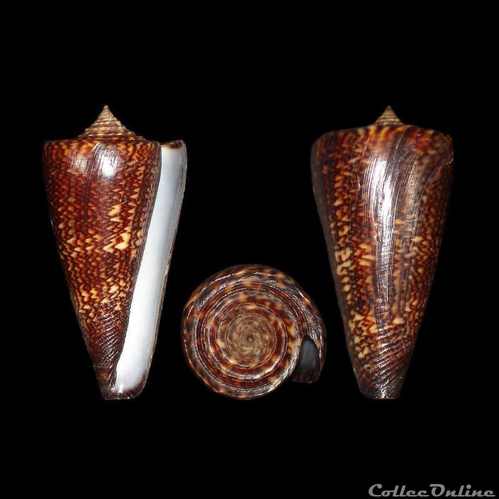 coquillages fossiles gastropoda calibanus thalassiarchus sowerby i 1834
