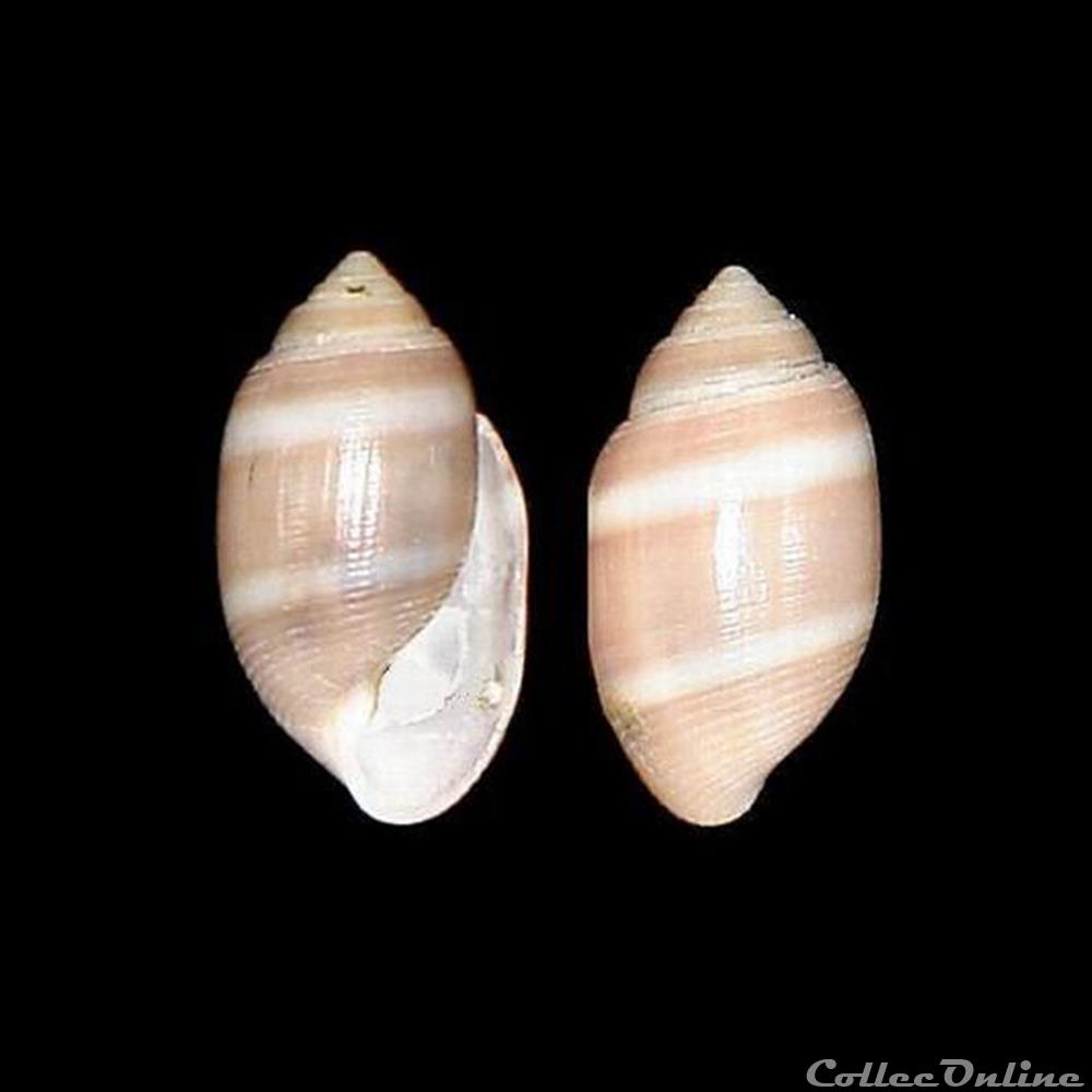 Actenoidae - Acteon tornatilis (Linné, 1758) coquillage fossile gastropodum actenoidae acteon tornatilis linne 1758