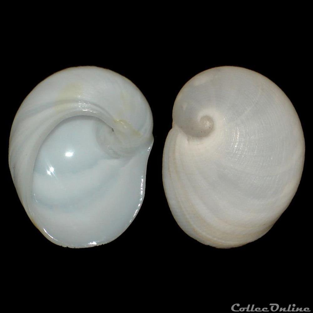 Naticidae - Sinum perspectivum (Say, 1831) coquillages fossiles gastropoda naticidae sinum perspectivum say 1831