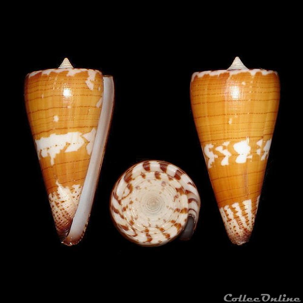 Strategoconus (Strategoconus) maldivus (Hwass in Bruguière, 1792) coquillages fossiles gastropoda strategoconus strategoconus maldivus hwass in bruguiere 1792