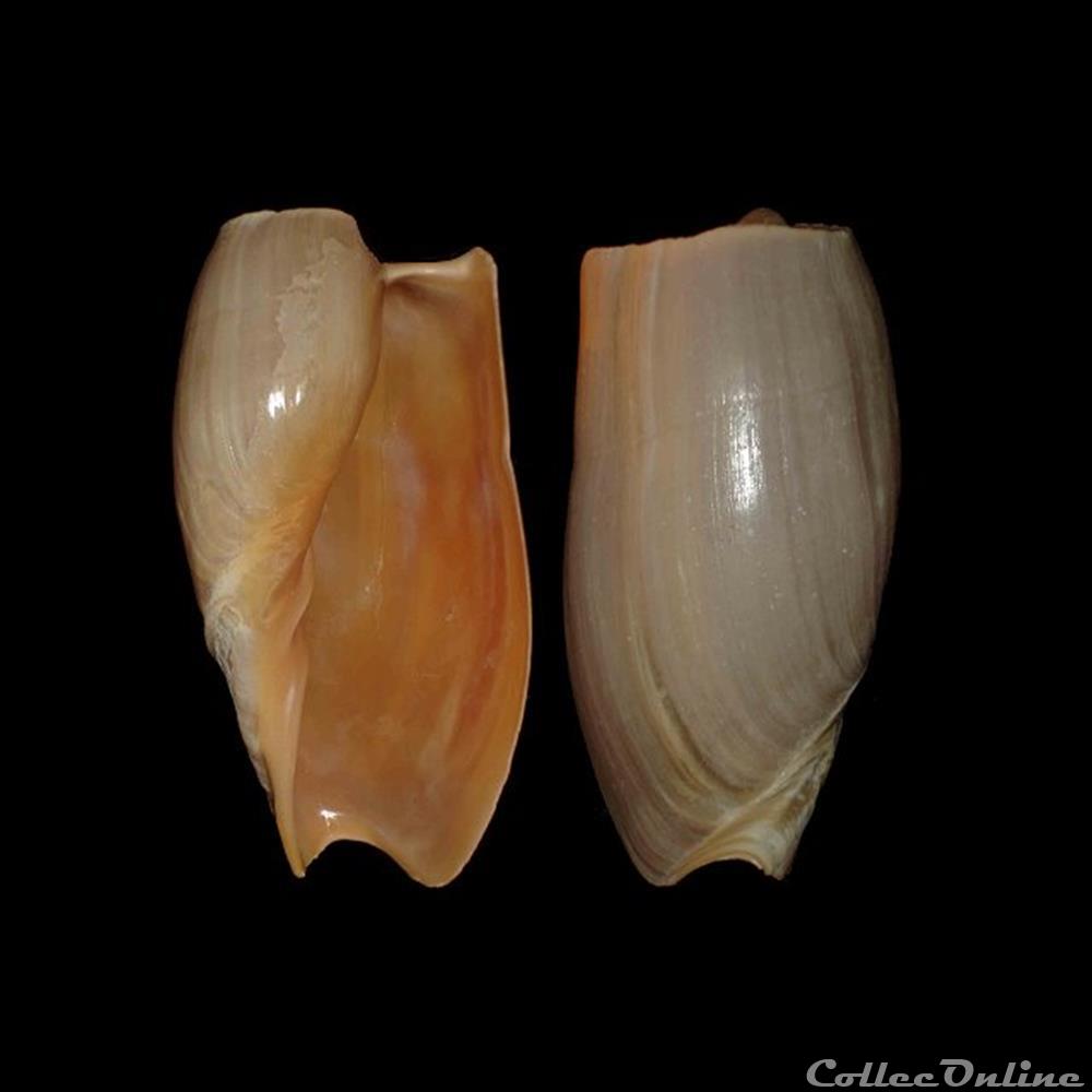 Volutidae - Cymbium cymbium (Linné, 1758) coquillages fossiles gastropoda volutidae cymbium cymbium linne 1758