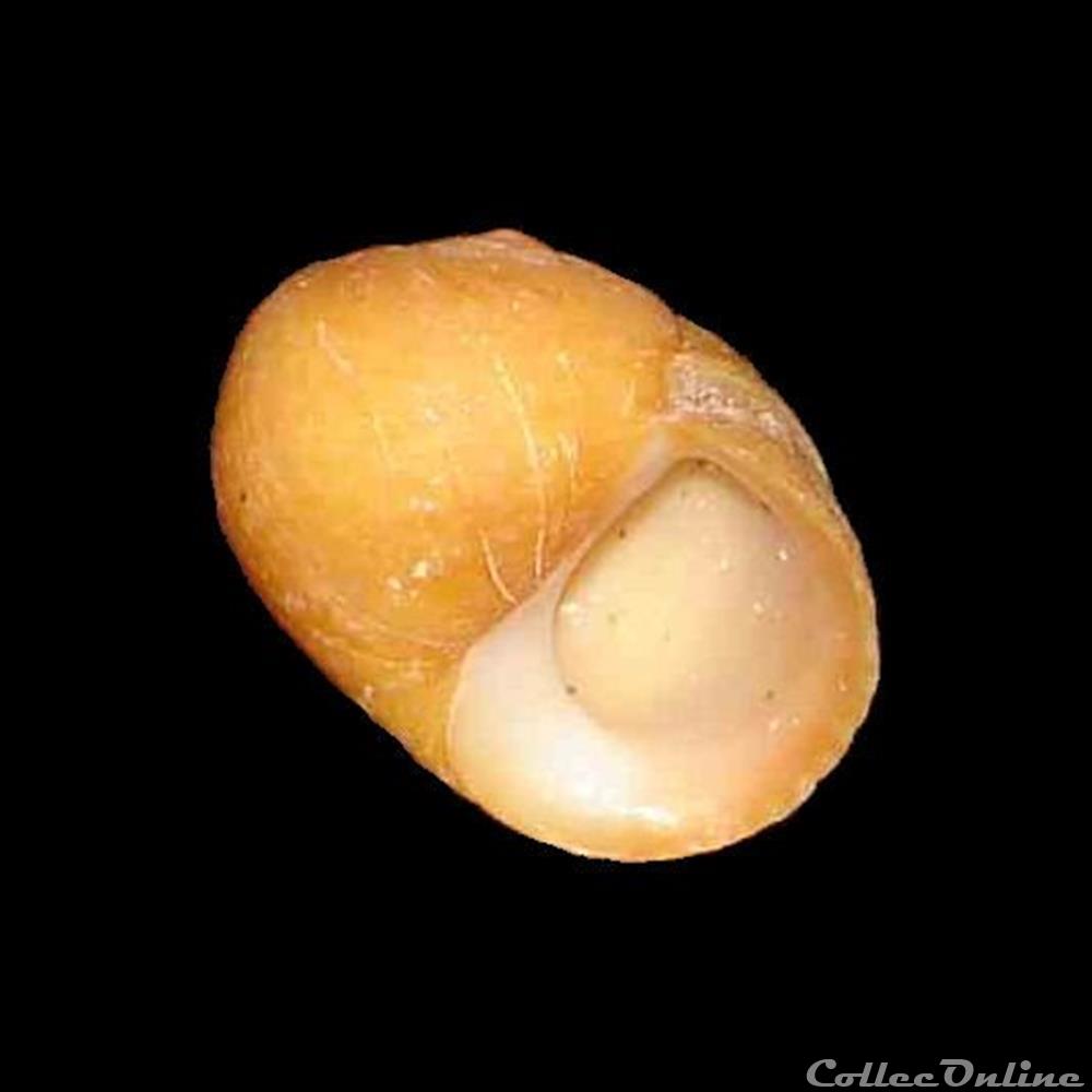 Littorinidae - Littorina obtusata (Linné, 1758) coquillage fossile gastropodum littorinidae littorina obtusata linne 1758