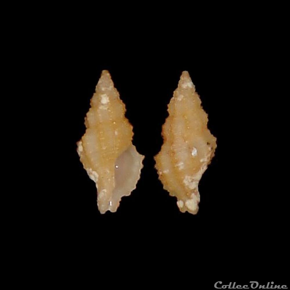 Muricidae - Muricopsis ghisottii (Cecalupo, Buzzurro & Mariani 2008) coquillage fossile gastropodum muricidae muricopsis ghisottii cecalupo buzzurro mariani 2008