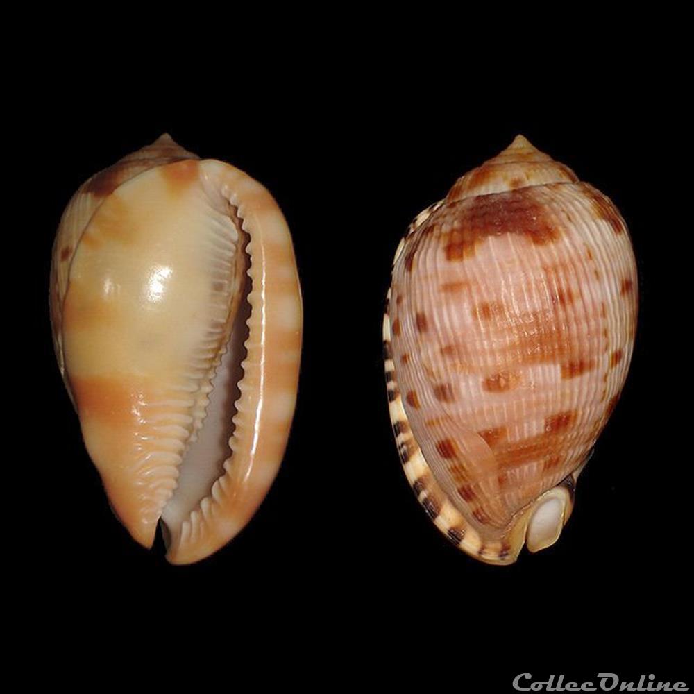 Cassidae - Cypraecassis testiculus (Linné, 1758) coquillages fossiles gastropoda cassidae cypraecassis testiculus linne 1758
