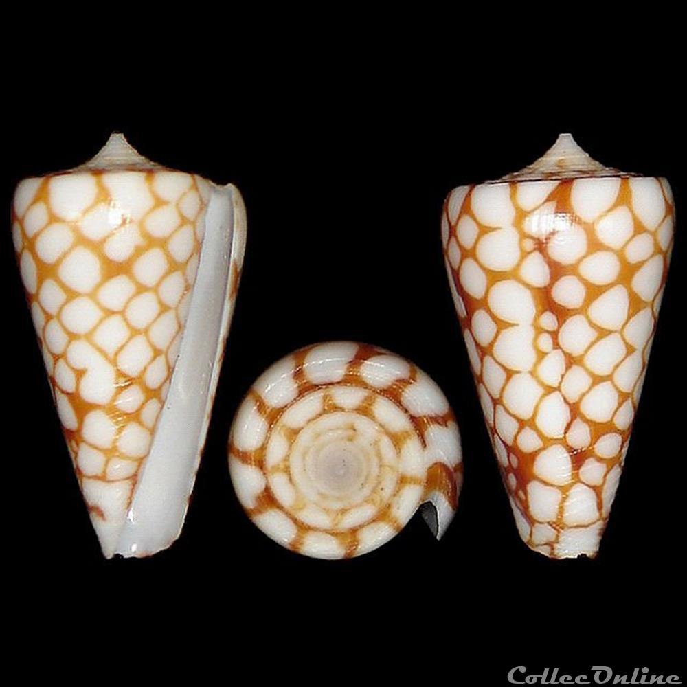 Eugeniconus marchionatus (Hinds, 1843) coquillages fossiles gastropoda eugeniconus marchionatus hinds 1843