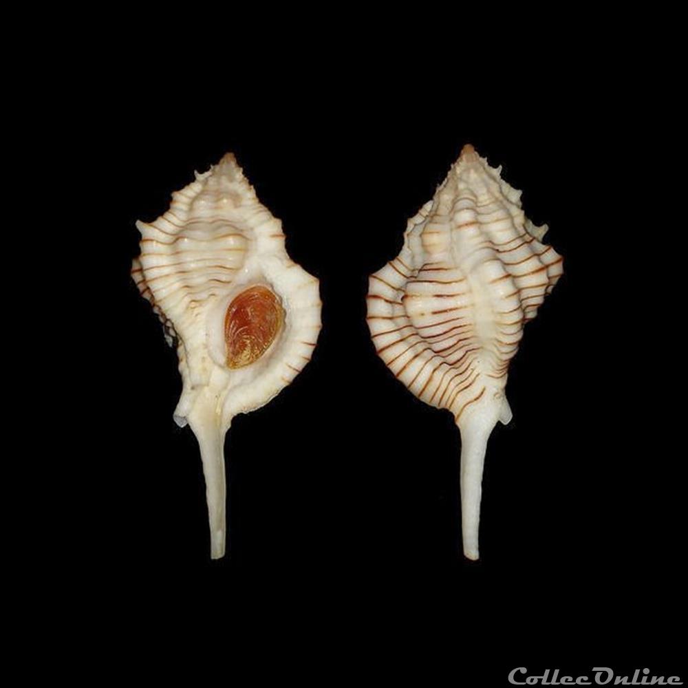 Muricidae - Siratus perelegans (Vokes, 1965) coquillages fossiles gastropoda muricidae siratus perelegans vokes 1965