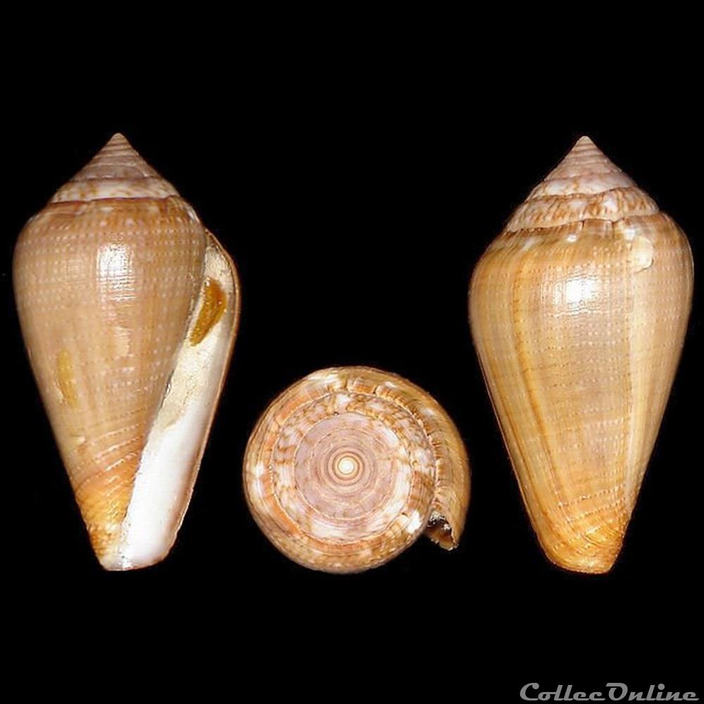 Conidae - Lautoconus (Lautoconus) unifasciatus (Kiener, 1850) coquillages fossiles gastropoda conidae lautoconus lautoconus unifasciatus kiener 1850