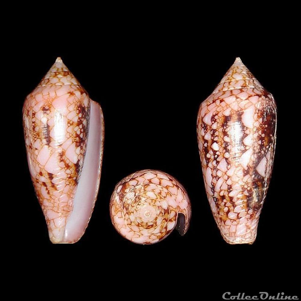 Cylinder legatus (Lamarck, 1810) coquillages fossiles gastropoda cylinder legatus lamarck 1810