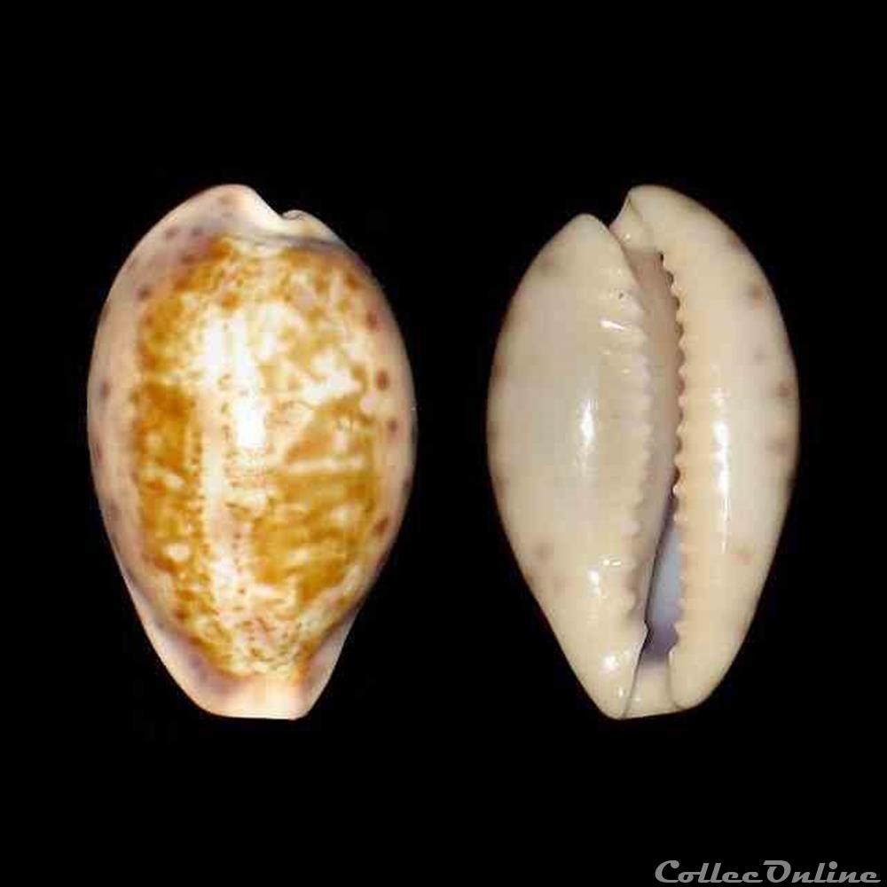 Cypraeidae - Zonaria zonaria gambiensis (Shaw, 1919) coquillages fossiles gastropoda cypraeidae zonaria zonaria gambiensis shaw 1919