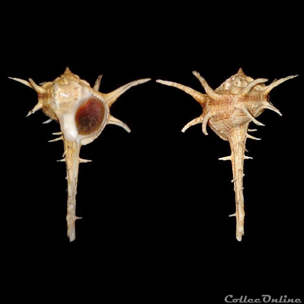 coquillages fossiles gastropoda muricidae bolinus cornutus linne 1758