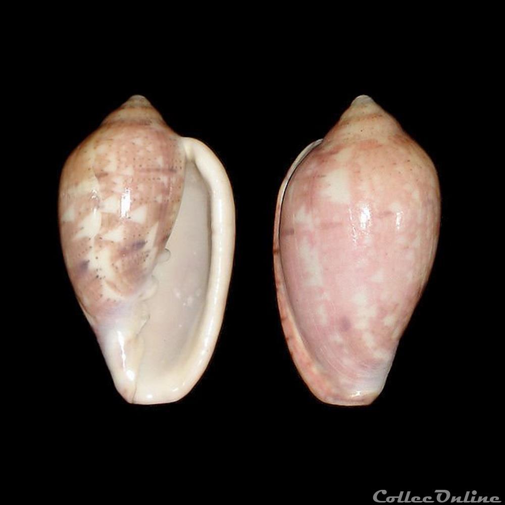 coquillages fossiles gastropoda marginellidae marginella senegalensis clover 1990