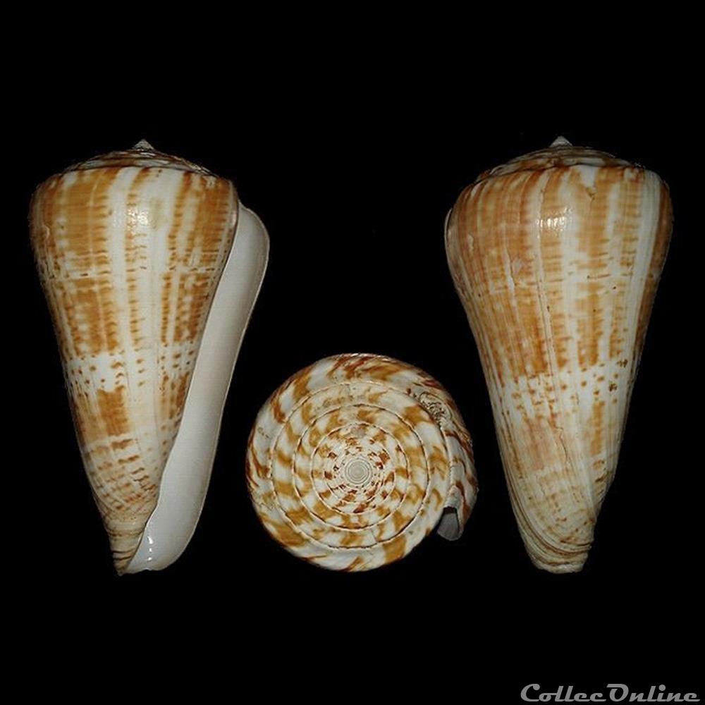Kalloconus (Kalloconus) pulcher (Lightfoot, 1786) coquillages fossiles gastropoda kalloconus kalloconus pulcher lightfoot 1786