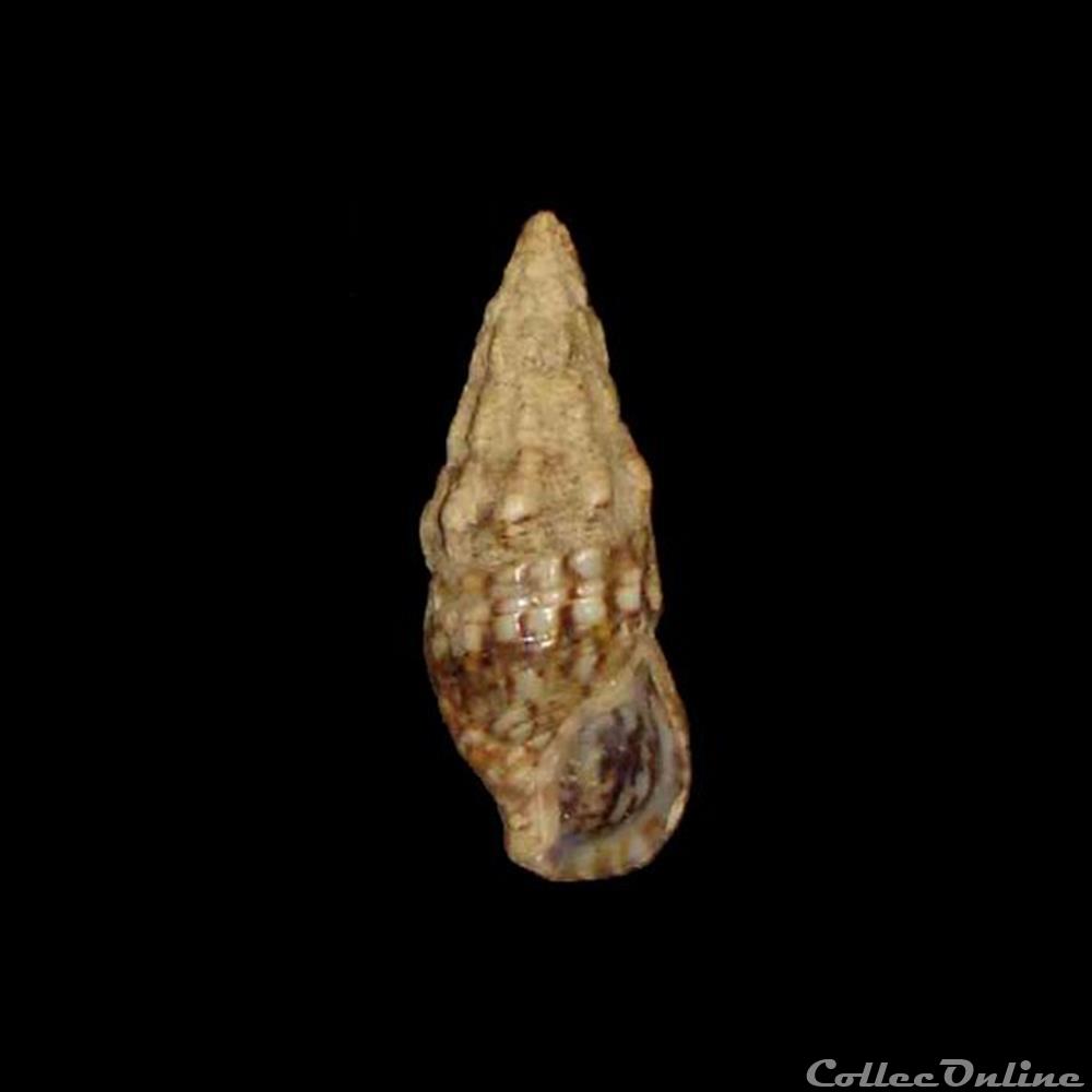 Cerithiidae - Cerithium atratum (Born, 1778) coquillages fossiles gastropoda cerithiidae cerithium atratum born 1778