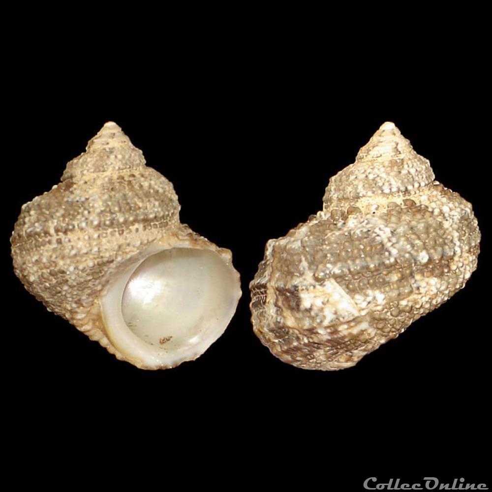 Turbinidae - Turbo castanea (Gmelin, 1791) coquillages fossiles gastropoda turbinidae turbo castanea gmelin 1791