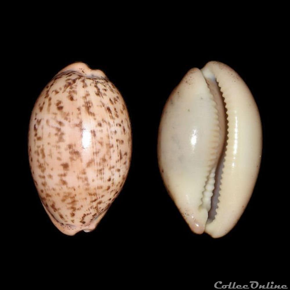 Cypraeidae - Luria cinerea brasilensis (Gmelin, 1791) coquillages fossiles gastropoda cypraeidae luria cinerea brasilensis gmelin 1791
