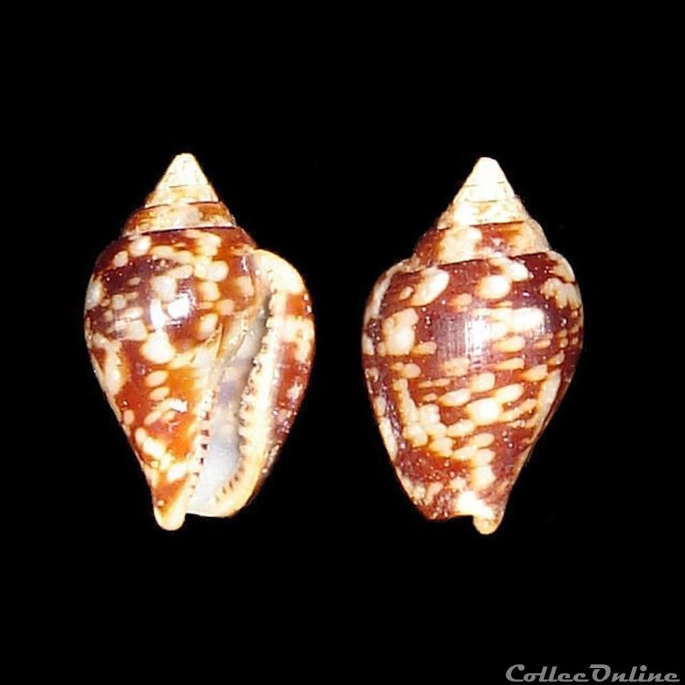 coquillages fossiles gastropoda columbellidae columbella rustica linne 1758