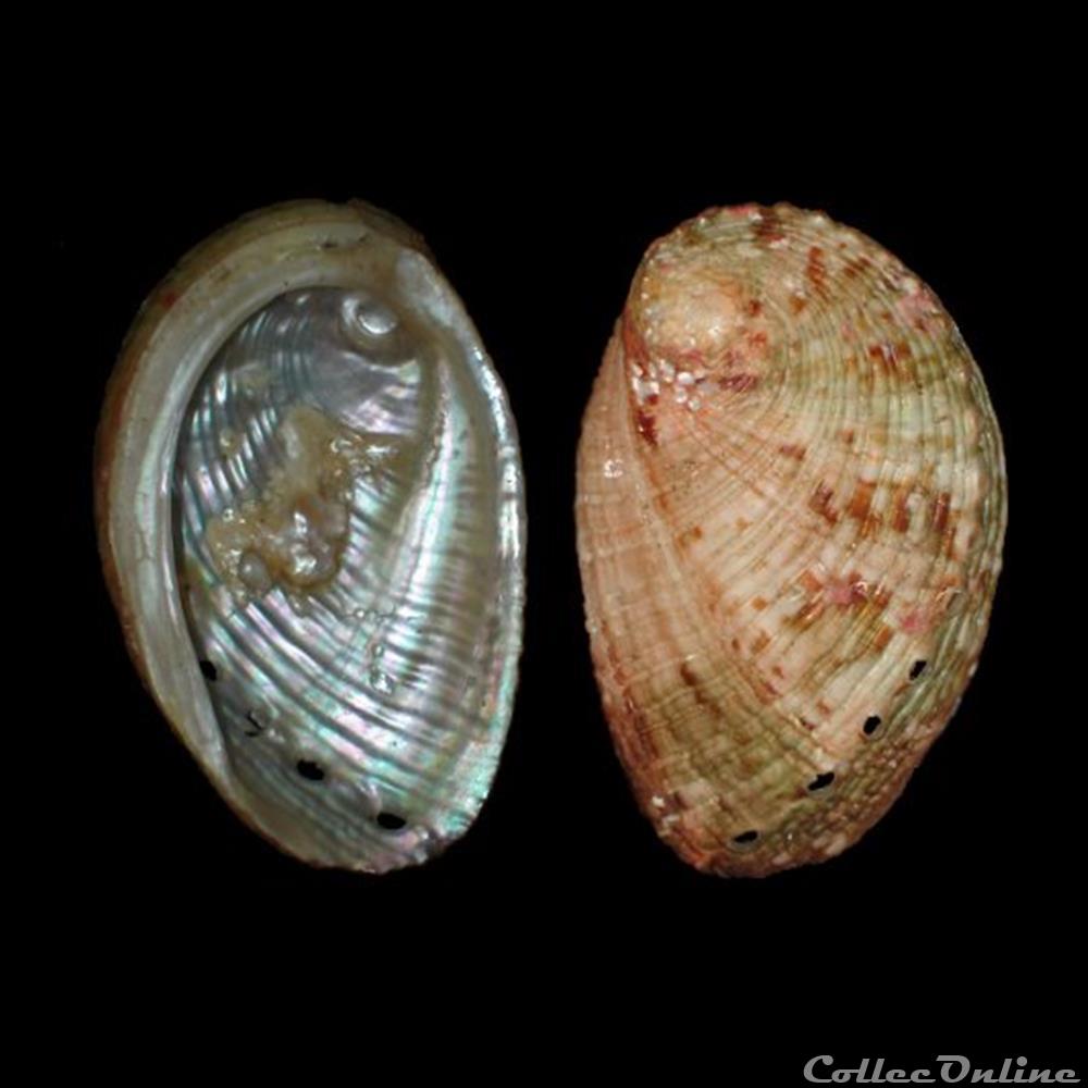 coquillage fossile gastropodum haliotidae haliotis tuberculata coccinea reeve 1846